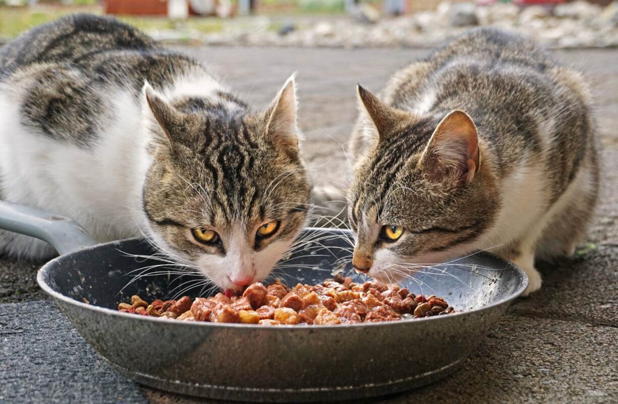 deux-chats-mangeant-du-même-plat pourquoi mon chat essaie-t-il d'enterrer sa nourriture