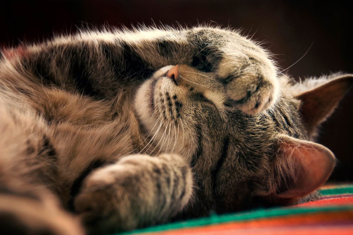 Chat tigré endormi avec sa patte sur son œil.