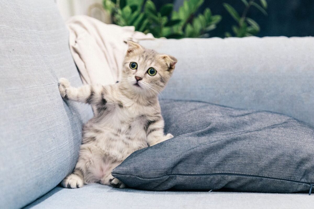 chat-debout-contre-oreiller-sur-canapé