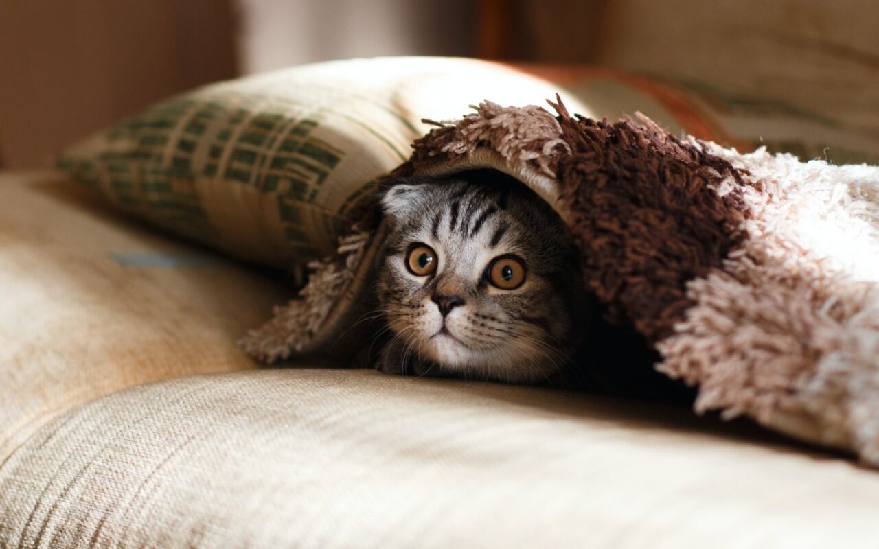 chat-caché-sous-couverture