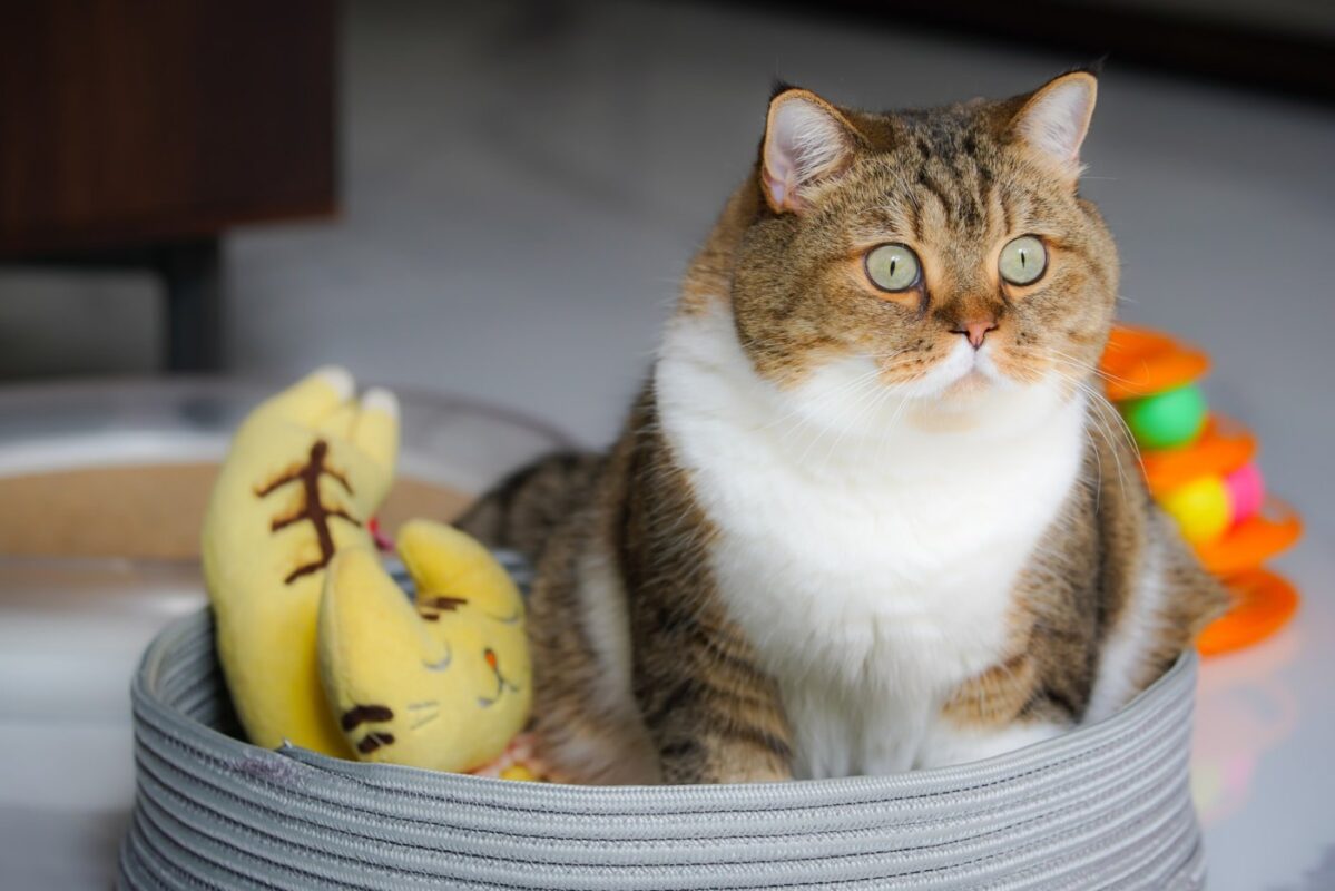chat-gardant-dans-un-panier-de-jouets