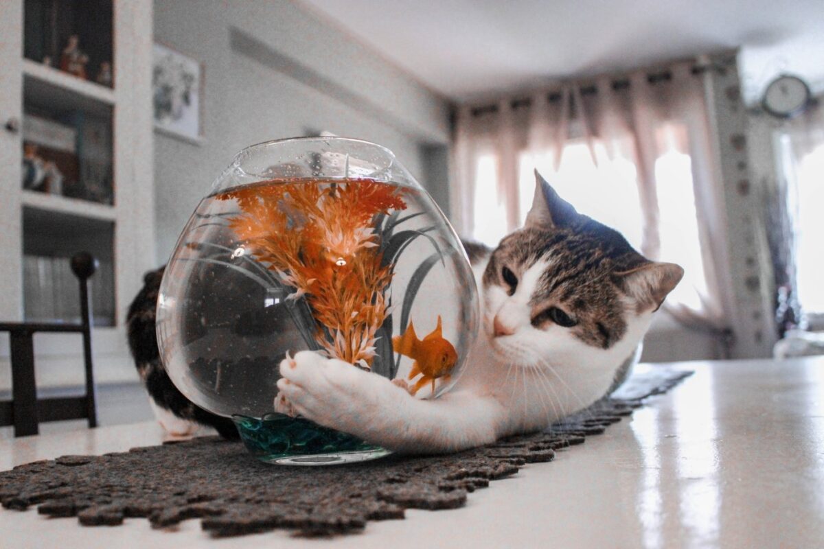 chat-jouant-avec-bocal-a-poisson