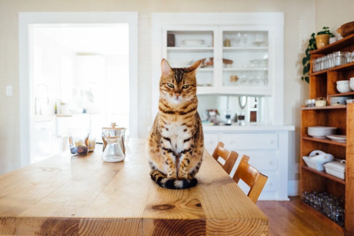 chat-assis-sur-la-table-de-la-cuisine