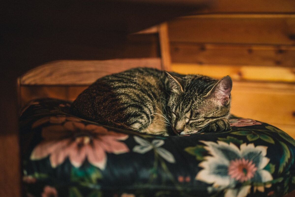 chat-sommeil-bouclé-en-boule-sur-oreiller