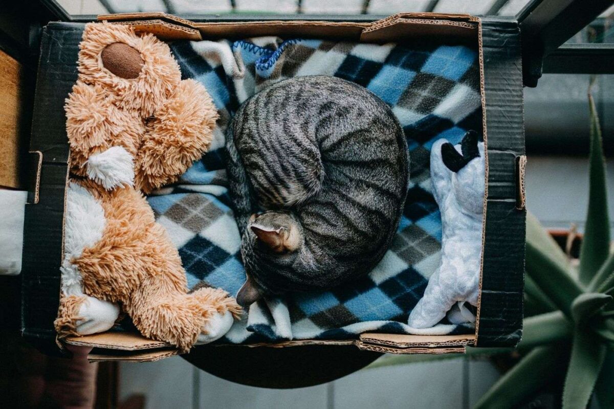 cat-in-box-dormir-recroquevillé pourquoi les chats dorment-ils en boule