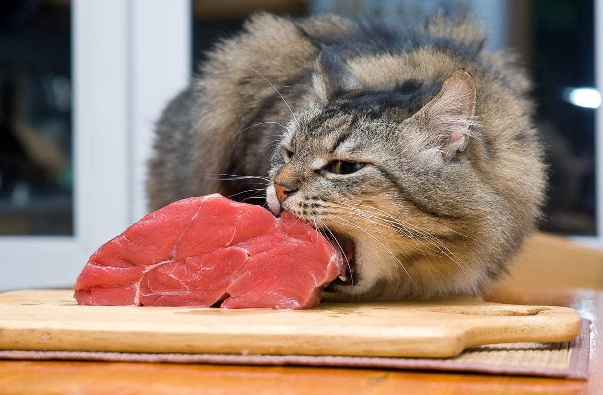 Chat en position de pain mangeant un morceau de viande de la table de la cuisine.