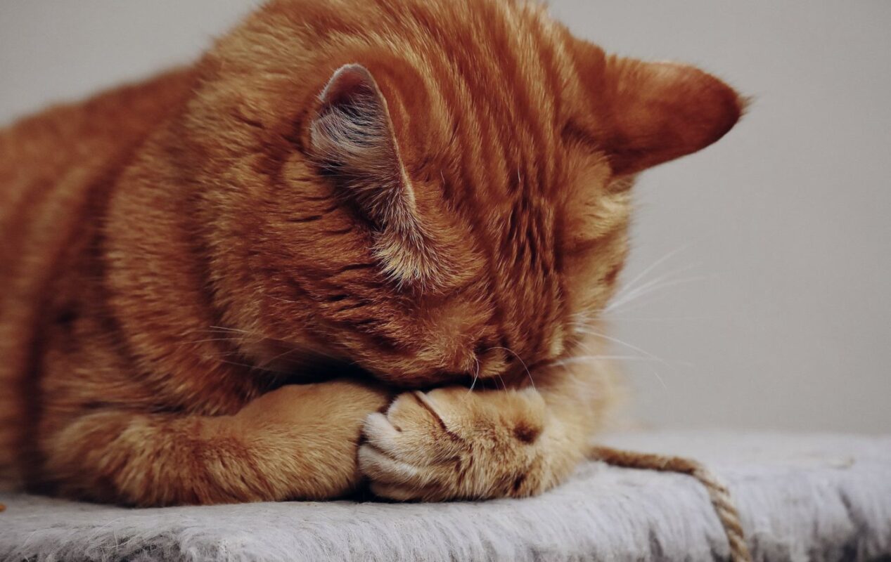 chat-roux-dormant-avec-le-visage-dans-les-pattes