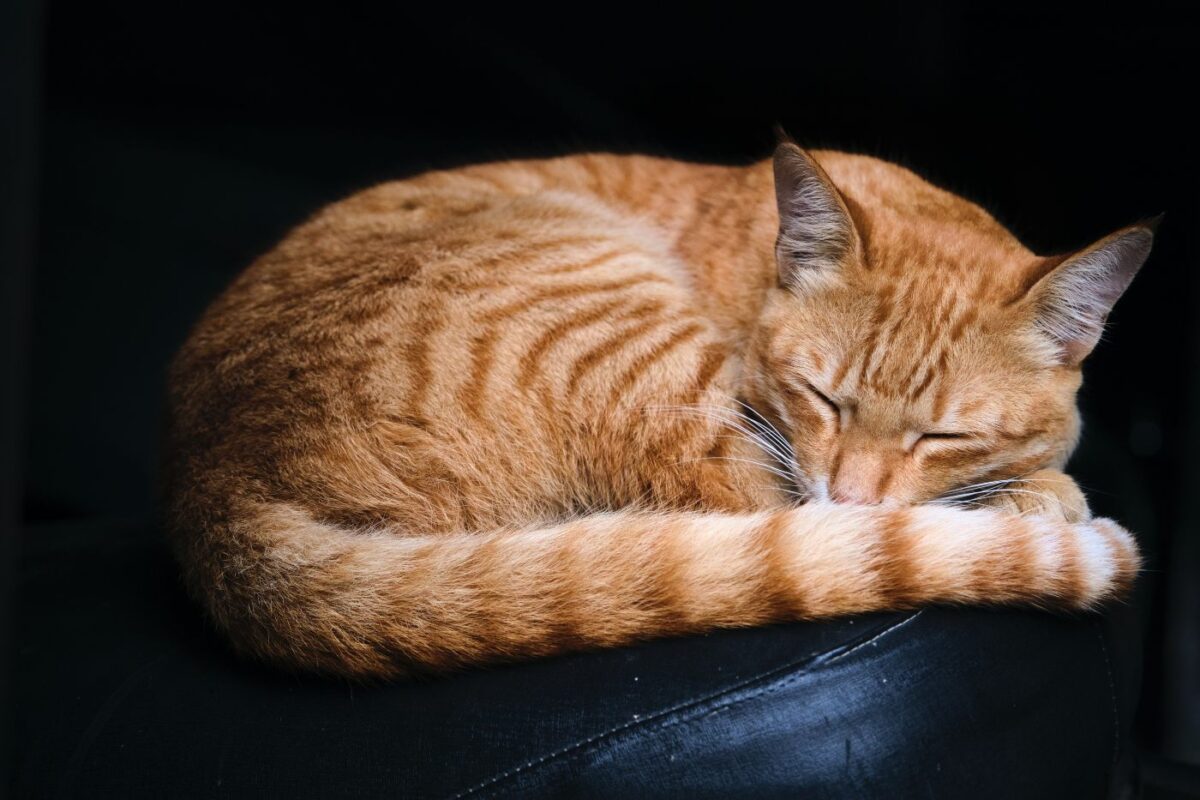 chat-roux-dormant-avec-la-queue-par-le-visage
