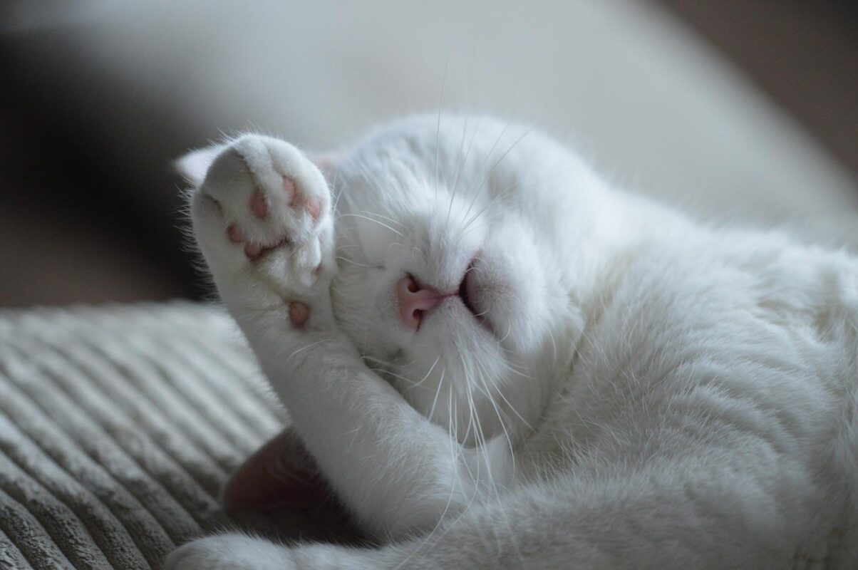 white-cat-sleeping-covering-face Pourquoi les chats se couvrent-ils le visage quand ils dorment